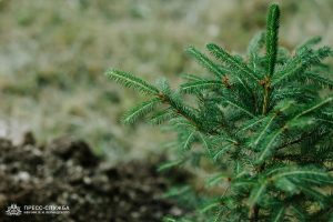 Kremlin Spruce planted at Vernadsky CFU