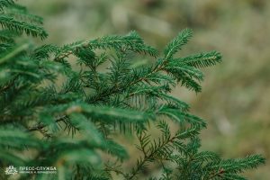 Kremlin Spruce planted at Vernadsky CFU