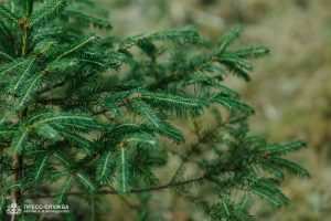 Kremlin Spruce planted at Vernadsky CFU