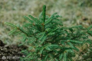 Kremlin Spruce planted at Vernadsky CFU