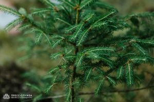 Kremlin Spruce planted at Vernadsky CFU