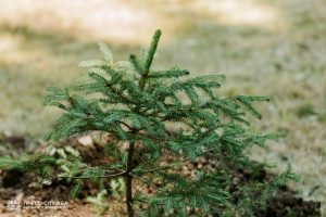 Kremlin Spruce planted at Vernadsky CFU