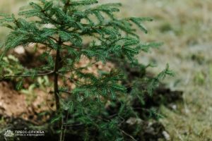 Kremlin Spruce planted at Vernadsky CFU