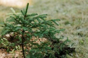 Kremlin Spruce planted at Vernadsky CFU