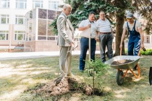 Kremlin Spruce planted at Vernadsky CFU