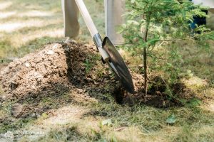 Kremlin Spruce planted at Vernadsky CFU