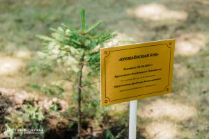 Kremlin Spruce planted at Vernadsky CFU