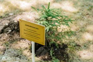 Kremlin Spruce planted at Vernadsky CFU