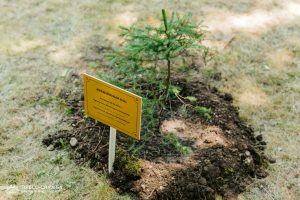Kremlin Spruce planted at Vernadsky CFU